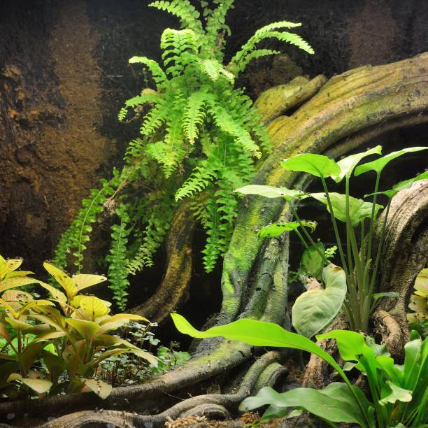 istock Tropical environment terrarium layout with exotic greens and a log 1175776034
