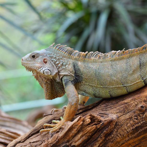 istock Common green iguana resting on a tree trunk in tropical environment 1175776045