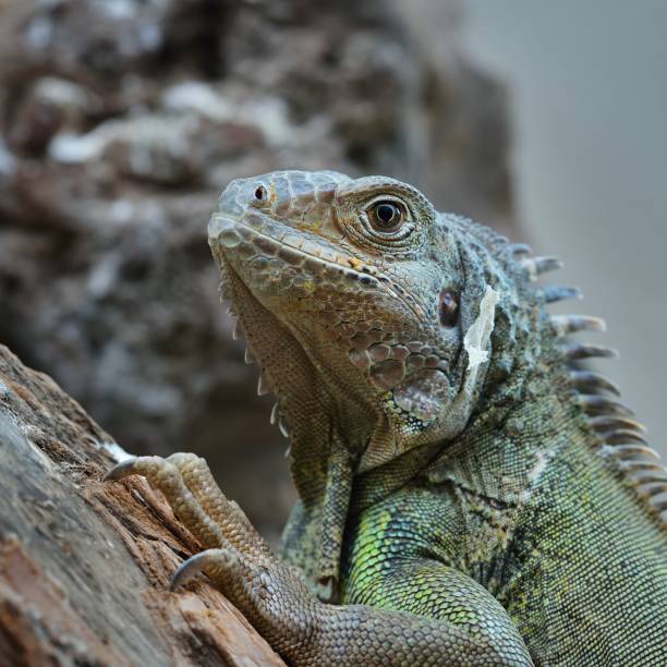 Common green iguana resting on a tree looking to the front