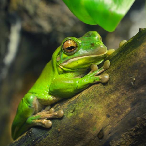 istock Australian green tree frog Litoria caerulea in a natural environment resting on a tree 1175776066