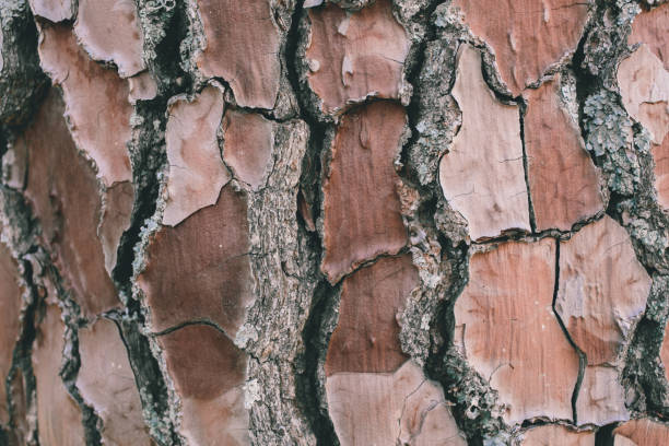 istock Pine tree bark texture and background for design. Old pine surface close up. Organic and natural pattern. 1175776668