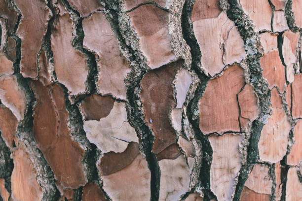 istock Pine tree bark texture and background for design. Old pine surface close up. Organic and natural pattern. 1175776670