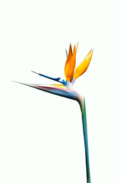 istock bird of paradise flower 1175777306