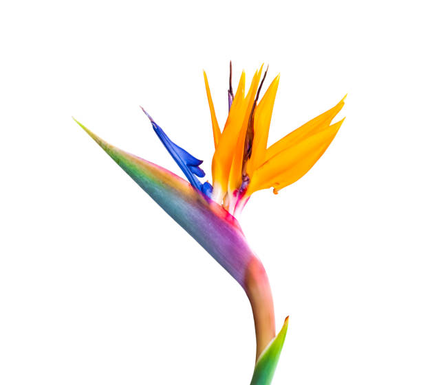 bird of paradise flower close up cutout isolated on a white background