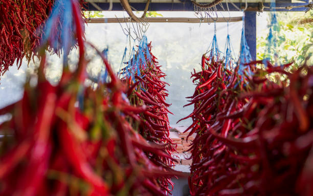 istock Drying long red pepper with hanging in shadow. A sewing needle and thread is required for hanging process. 1175777892