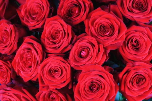 istock background of red roses 1175777902