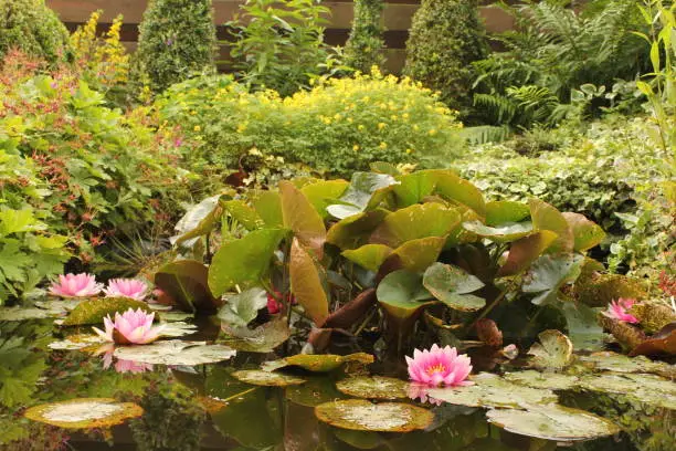a pond in an ornamental garden with a big waterlily plants with five pink flowering waterlilies in springtime
