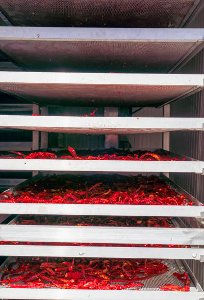 промышленная машина обезвоживания пищевых продуктов. профессиональные фрукты и овощи обезвоживания машин. длинный красный перец в нем. пе� - pepper spice dried plant image стоковые фото и изображения