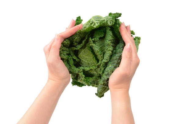 istock Green cabbage isolated on white background. In woman hands. 1175779321