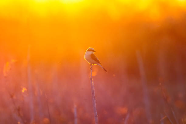 istock Red-backed shrike . Lanius collurio. Birdwatching. A bird on a branch during sunset. 1175779624