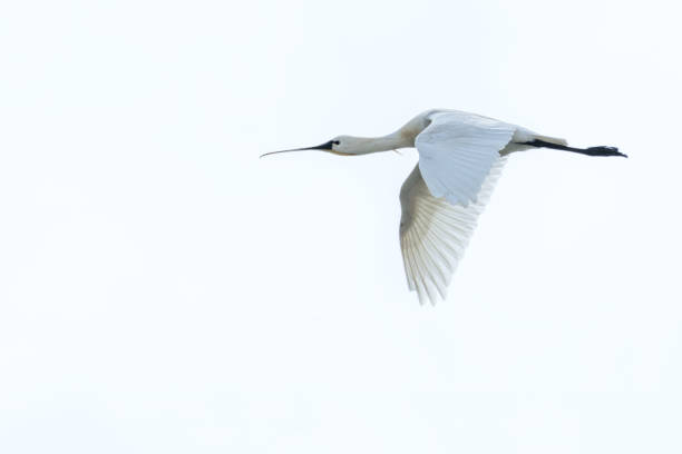 istock Eurasian spoonbill in flight seen from below on sky. 1175779660