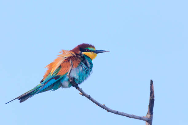 istock European bee-eater on a branch. 1175779694
