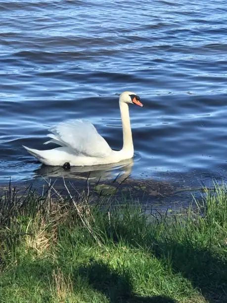 Majestic swan