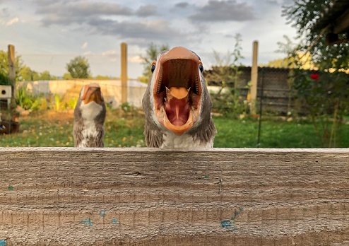 Portrait of two pomeranian gooses looking over a fence. One is screaming with its beak wide open.