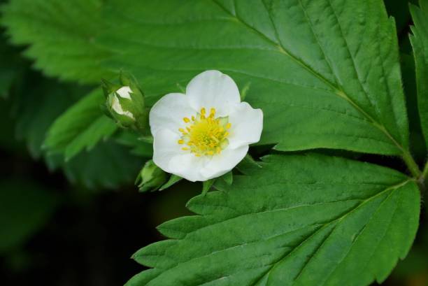 istock one small white strawberry flower 1175780492