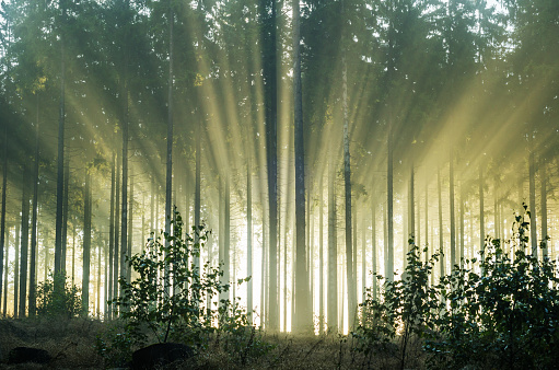 Foggy morning in a spruce forest with strong sunbeams