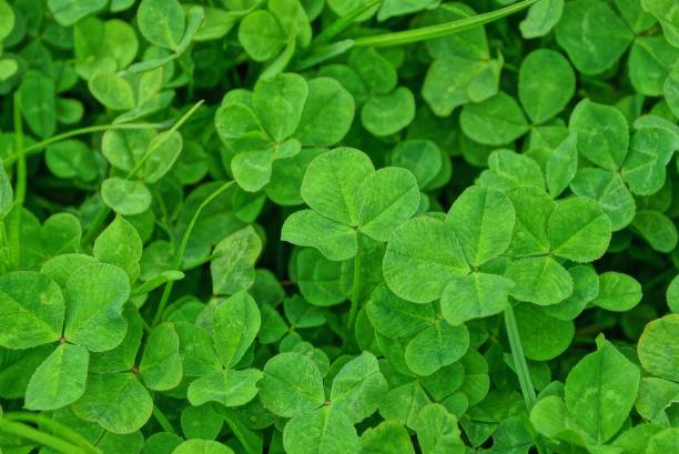 istock green background of small wild clover 1175780710