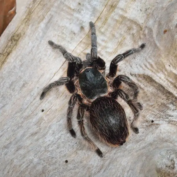 Birdeater curlyhair tarantula spider Brachypelma albopilosum in natural forest environment. Black hairy giant arachnid.