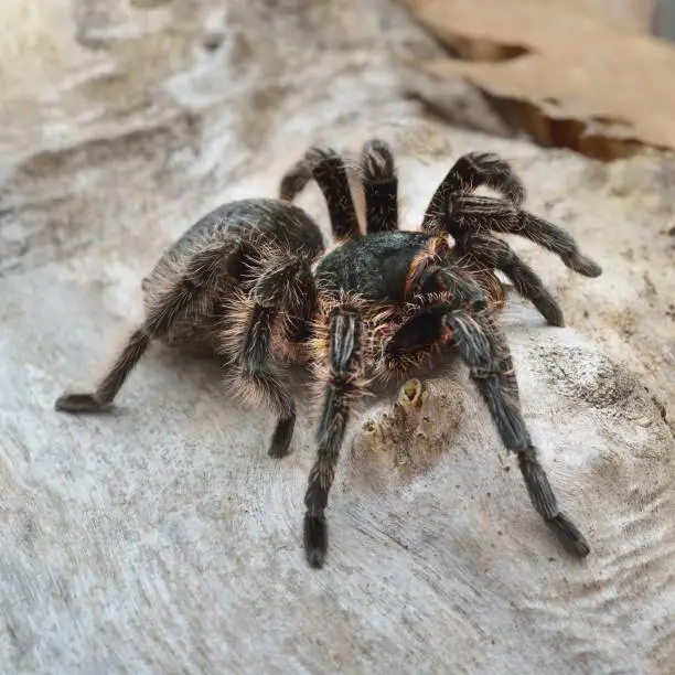 Birdeater curlyhair tarantula spider Brachypelma albopilosum in natural forest environment. Black hairy giant arachnid.