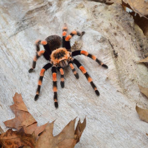 istock Birdeater tarantula spider Brachypelma smithi in natural forest environment. Bright orange colourful giant arachnid. 1175780799