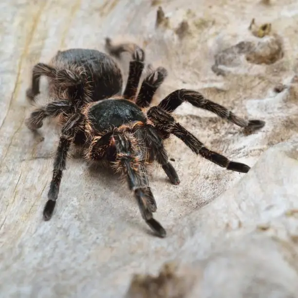 Birdeater curlyhair tarantula spider Brachypelma albopilosum in natural forest environment. Black hairy giant arachnid.