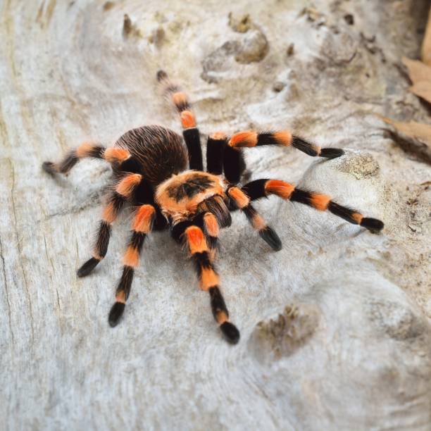 istock Birdeater tarantula spider Brachypelma smithi in natural forest environment. Bright orange colourful giant arachnid. 1175780855