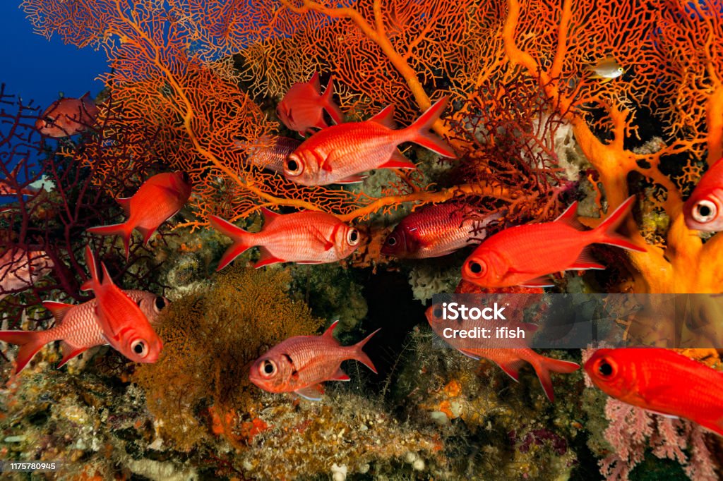 Soldierfishes and Squirrelfishes, Red Fish Meeting on Deep Gorgonian, Palau, Micronesia Blotcheye Soldierfish Myripristis berndti, Pinecone Soldierfish Myripristis murdjan and Silverspot Squirrelfish Sargocentron caudimaculatum have a similar habitat in the tropical Indo-Pacific, a juvenile Golden Damsel Amblyglyphidodon aureus on top. It's at the exit of a large cave, often strong current here, perfect environment for gorgonian corals, black corals, hydrozoans and Bryozoans, Triphyllozoon inornatum, the Lace Coral. Palau, Micronesia, 7°18'21.06" N 134°13'29.47" E at 28m depth Gorgonian Coral Stock Photo
