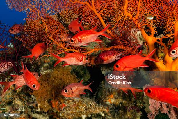 Soldierfishes And Squirrelfishes Red Fish Meeting On Deep Gorgonian Palau Micronesia Stock Photo - Download Image Now
