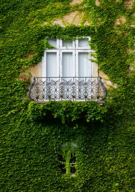 istock Ivy Covered Facade of a Historic Building 1175782241