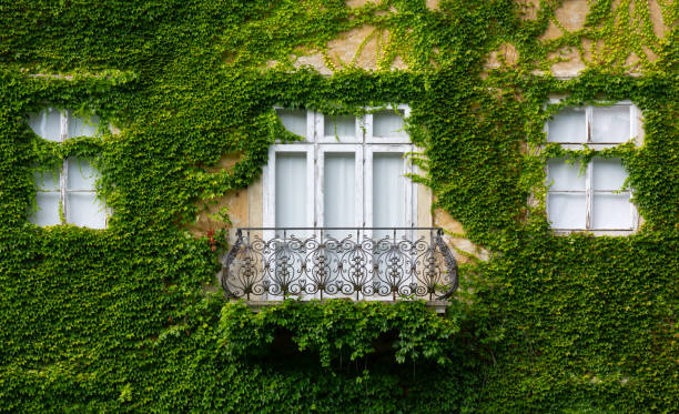 istock Ivy Covered Facade of a Historic Building 1175782264
