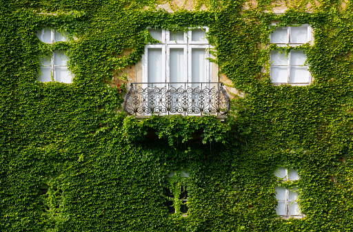Facade of a historic building covered with ivy
