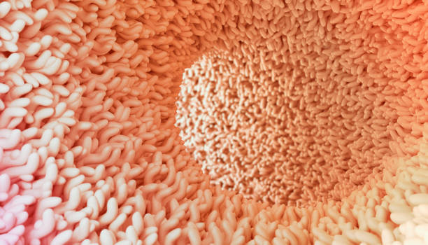 human microbiome in intestine - cancro gástrico imagens e fotografias de stock