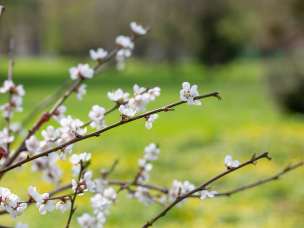 istock branch of a tree blossoming in spring 1175784206