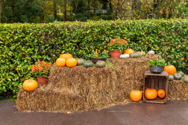 istock Pumpkins in the field on a haystack, autumn view 1175784437