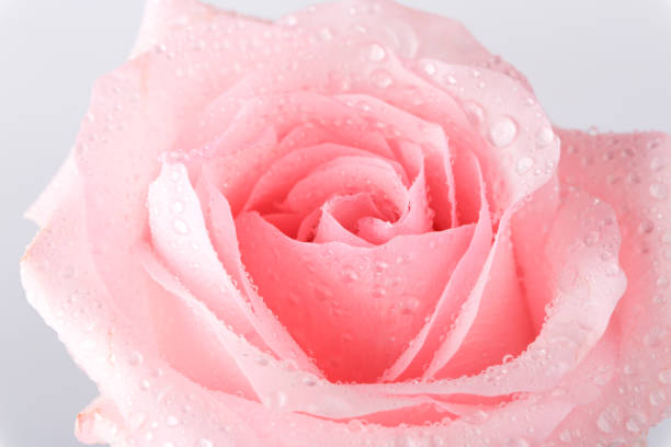 istock bouquet of pink roses isolated on light background 1175784733