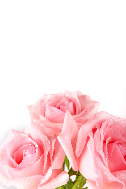 istock bouquet of pink roses isolated on light background 1175784754