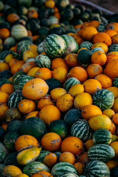 istock Watermelons and Melons After Harvest 1175785691