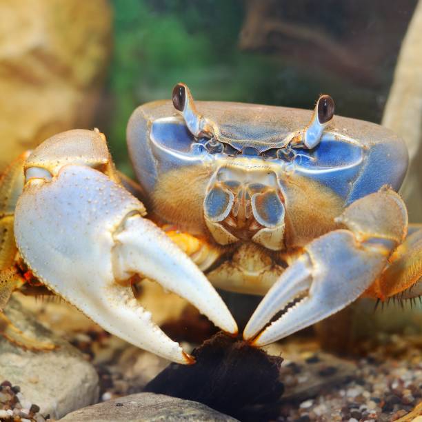 istock Rainbow crab Cardisoma armatum closeup in an aquarium 1175785729