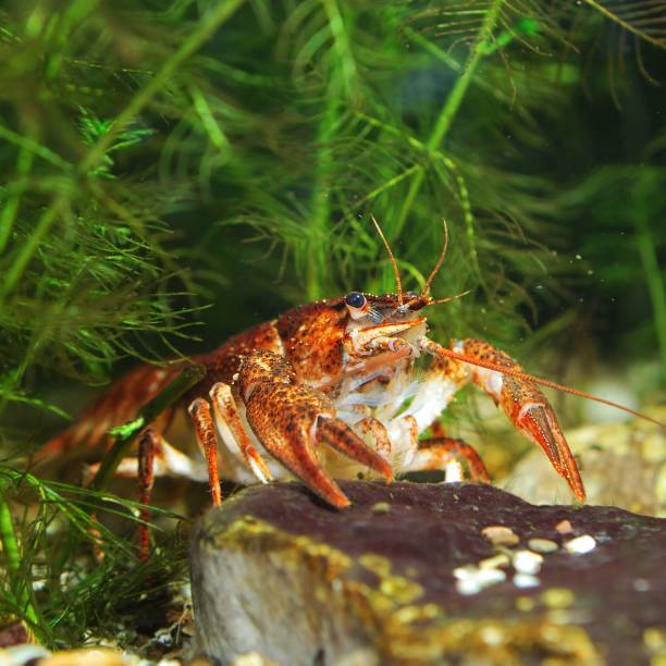 istock Narrow-clawed crayfish Astacus leptodactylus close-up. Red color morph 1175785733