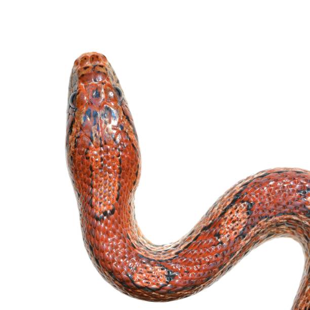 istock Colourful red exotic grass snake isolated over white 1175785738