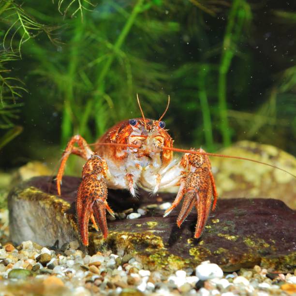 istock Narrow-clawed crayfish Astacus leptodactylus close-up. Red color morph 1175785756