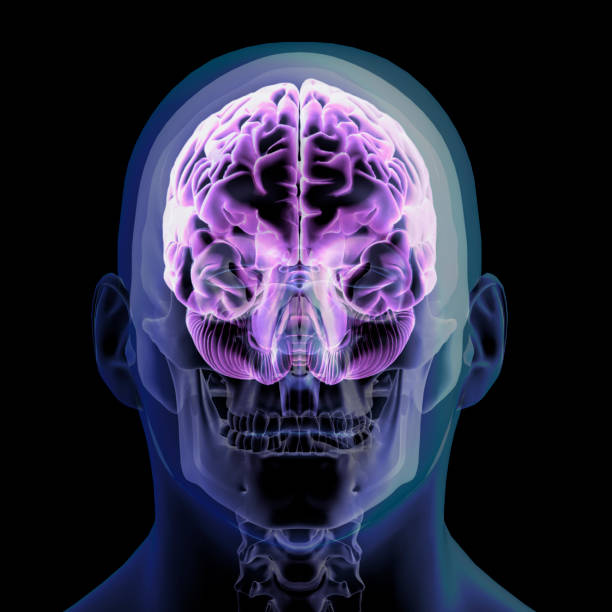 istock Front View of Human Head and Brain on Black Background 1175786912