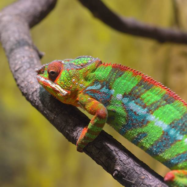istock Colorful Panther chameleon (furcifer pardalis) resting on a branch in natural environment. 1175788922