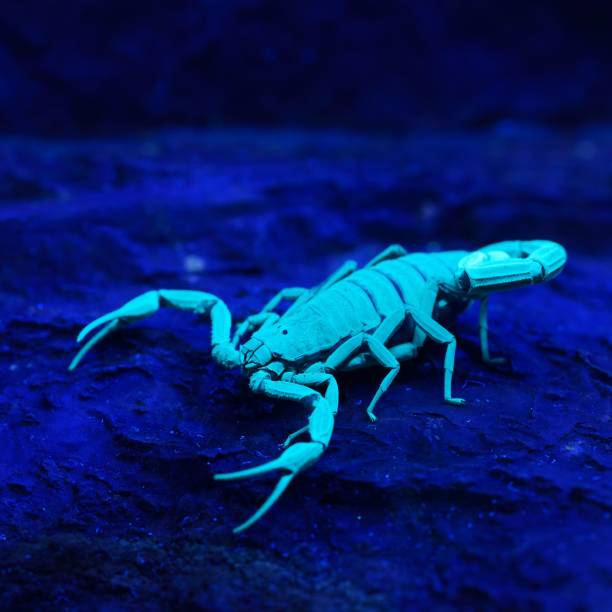istock Bright blue scorpion Centruroides gracilis glowing under UV light over black background 1175788947