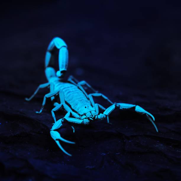 istock Bright blue scorpion Centruroides gracilis glowing under UV light over black background 1175788969