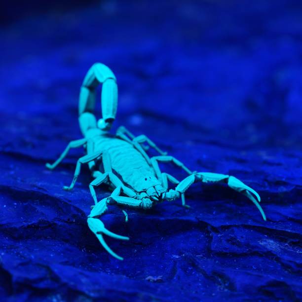 istock Bright blue scorpion Centruroides gracilis glowing under UV light over black background 1175788976