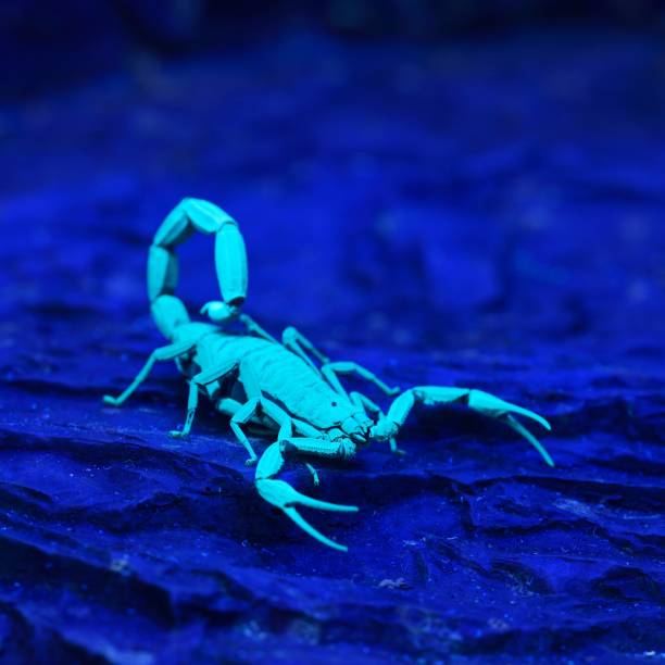 istock Bright blue scorpion Centruroides gracilis glowing under UV light over black background 1175788979