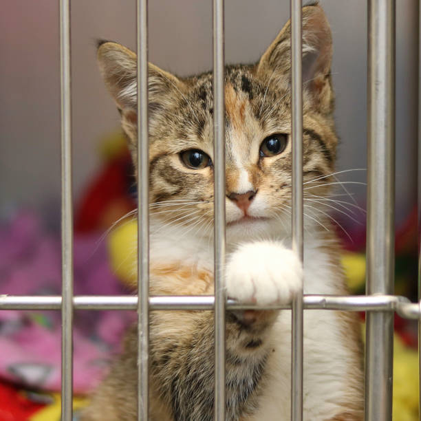 istock Calico kitten in an animal shelter 1175789037