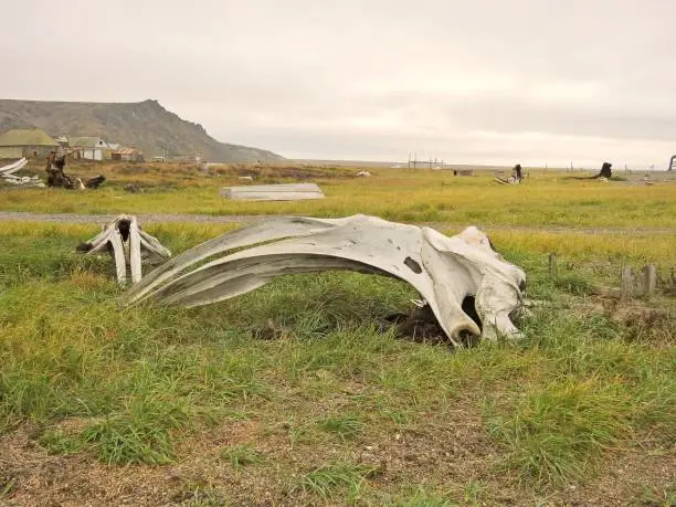A whale boneyard in Nome, Alaska is a favorite site for birders as they walk through looking for rarities to pad their life lists. Village houses line the background and litter is distributed through the area