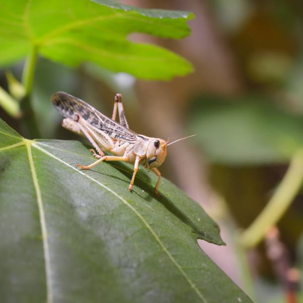istock Locust grasshopper (Acrididae) sitting on a healthy green leaf in terrarium 1175789069